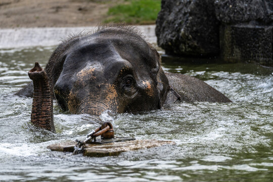 The Asian elephant, Elephas maximus also called Asiatic elephant bathing in a pond