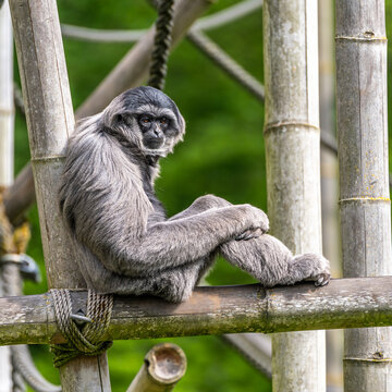 Silvery gibbon, Hylobates moloch in a German park