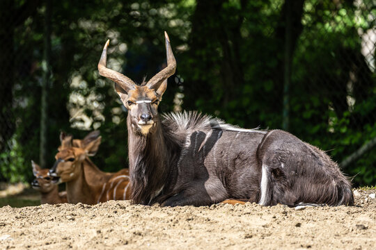 Nyala Antelope - Tragelaphus angasii. Wild life animal.