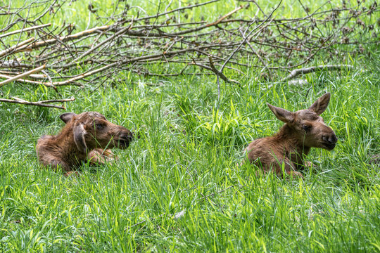 Baby of moose or elk, Alces alces is the largest extant species in the deer family.
