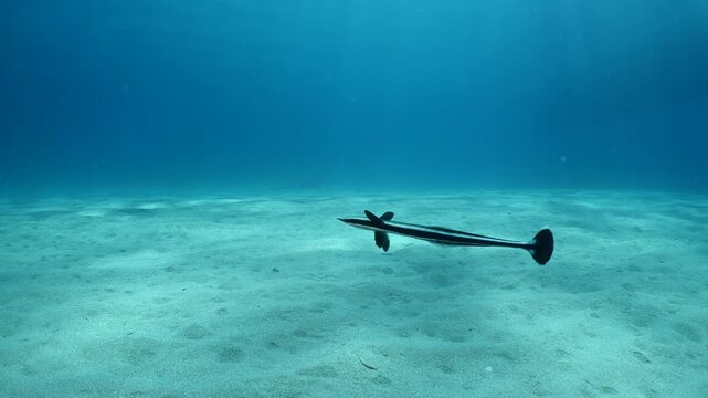 remora fish underwater slow motion swim in blue water pilotfish ocean scenery