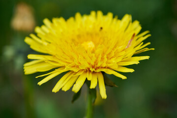 Mniszek pospolity, mniszek lekarski, Taraxacum officinale F.H. Wiggers coll., właśc. Taraxacum sect. Taraxacum © Marcin Łazarczyk