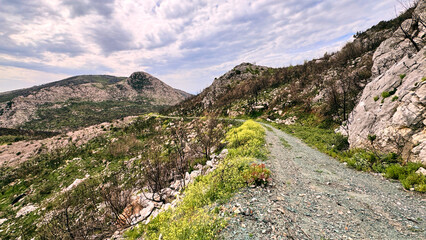 Obraz premium Burned forest landscape near Sutomore showing post-wildfire regeneration on trail