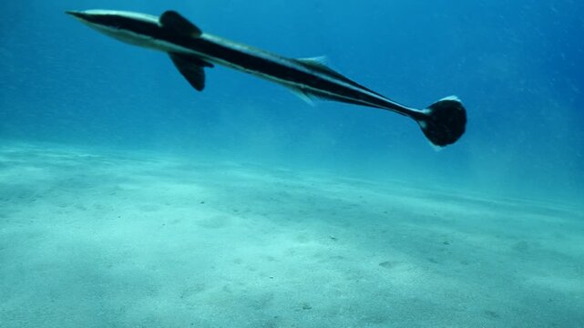 remora fish underwater slow motion swim in blue water pilotfish ocean scenery