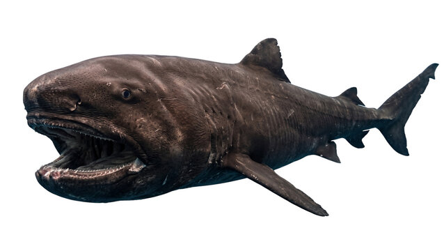 A megalodon shark with open jaws detailed skin texture and visible teeth on transparent background extinct ancient predator carcharocles oceanic