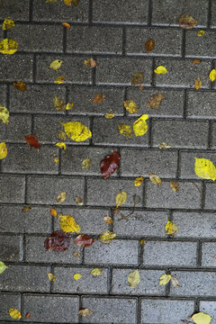 Lively closeup of falling autumn leaves with vibrant backlight from the setting sun