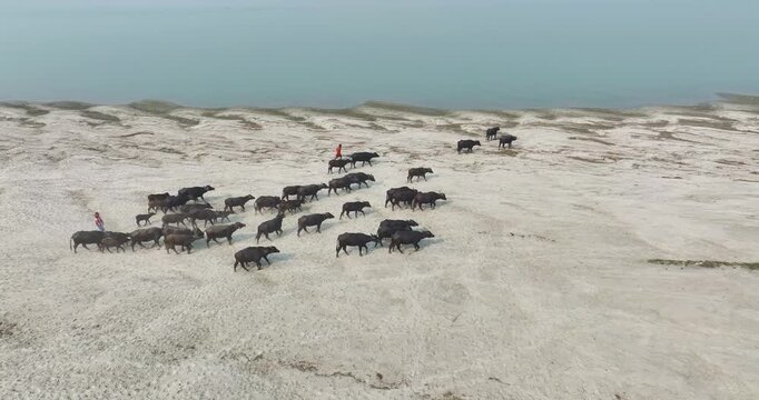 Aerial view of a herd of water buffalo walking across a sandy riverbank with herders in Kurigram, Rangpur Division, Bangladesh.
