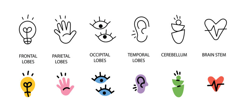 Brain part function icons. Human mind lobe symbols. Hand drawn doodle style anatomy icons representing different brain areas. Frontal lobe, parietal lobe, occipital, temporal, cerebellum, brain stem, 