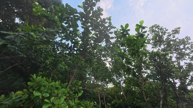 Looking up at small trees swaying in the wind.