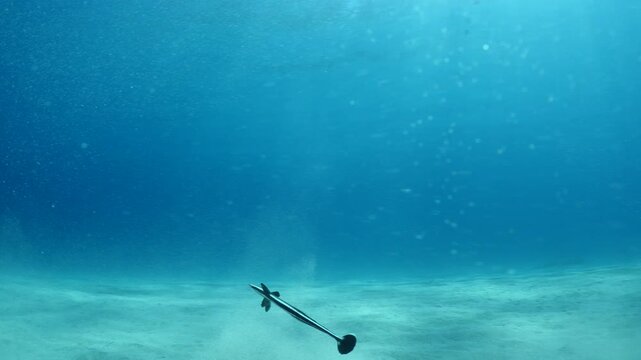 remora fish underwater slow motion swim in blue water pilotfish ocean scenery