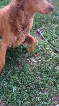 Portrait Clip - Golden Retriever Mini Red Head Ginger Dog Puppy and Caucasian White hands Tossing Large Stick Near Big Black Lab Dane