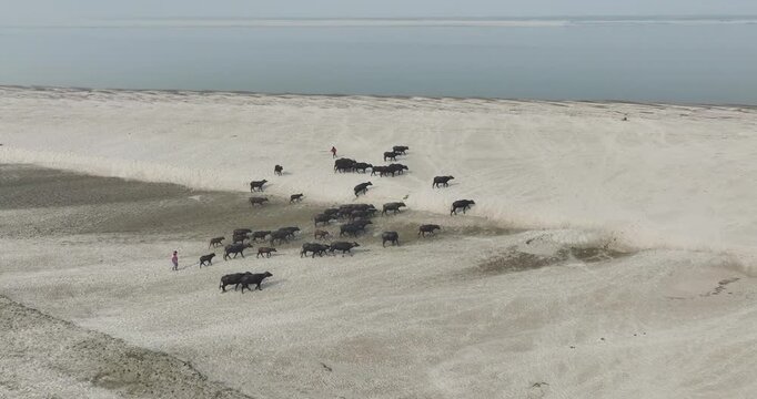 Aerial view of a herd of water buffalo walking across a vast sandy floodplain with herders near the river in Kurigram, Rangpur Division, Bangladesh.