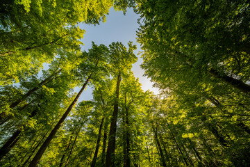 Fototapeta premium Sunlight shining through the green leaves of large old trees in the morning in the park