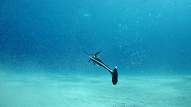 remora fish underwater slow motion swim in blue water pilotfish ocean scenery