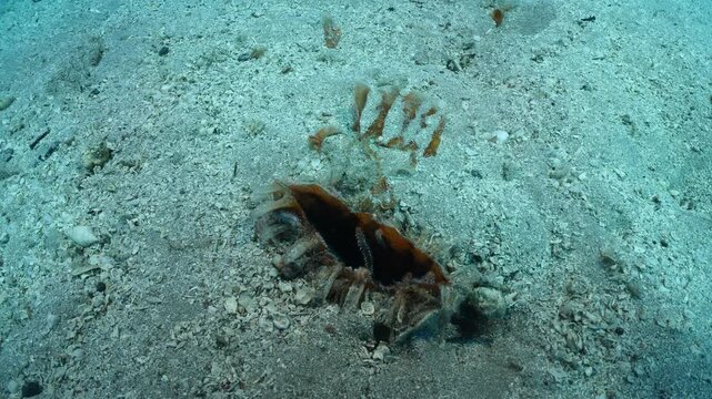 proken and dead pinna underwater 