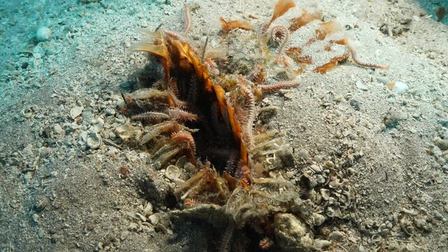 proken and dead pinna underwater 
