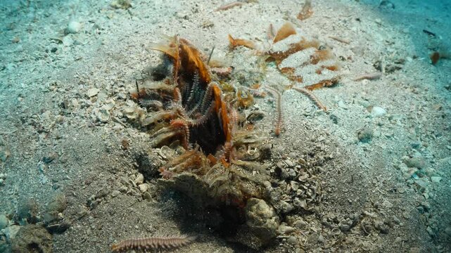 proken and dead pinna underwater 