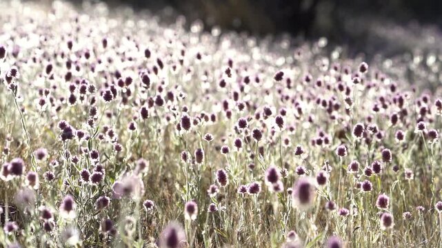 Full Pom Pom flowers Bloom in field on Sunny day Slomo video for B-roll or background