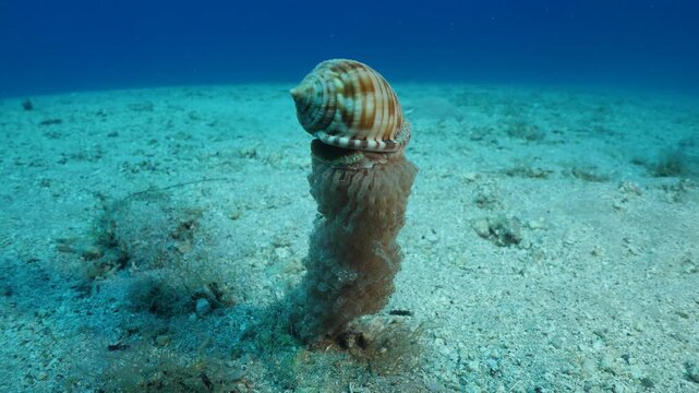 Bonnet Snail, Semicassis undulata on its eggs producing and fertilazing eggs behaviour ocean scenery of animal phalium granulatum underwater