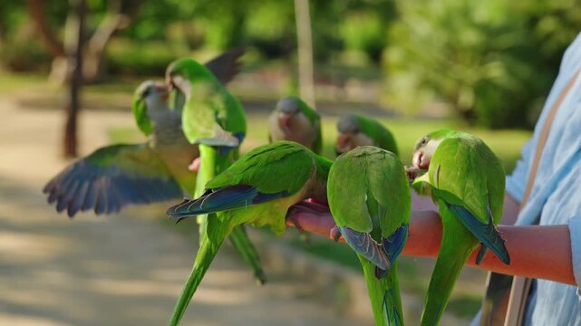 Monk parakeets feeding from woman hands in Ciutadella Park near Arc de Triomf in Barcelona
