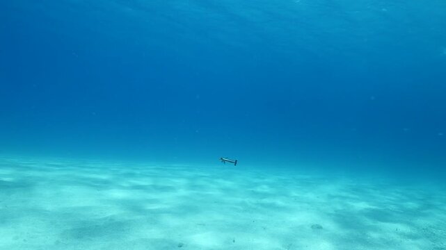 remora fish underwater swim in blue water pilotfish ocean scenery