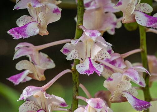 Closeup macro view of tropical epiphytic orchid species aerides falcata bright white and purple pink flowers blooming outdoors on natural background