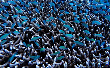 Obraz premium Philippines sea life