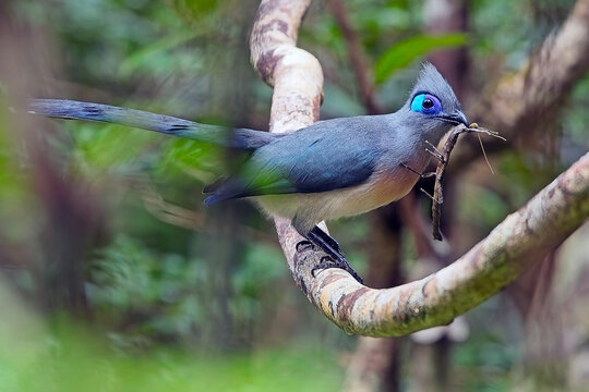 Crested Coua, (Coua cristata) with stick insect prey, an endemic bird of Madagascar.