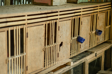 Stacked wooden chicken cages with feeding containers inside traditional rural poultry enclosure. © Abank