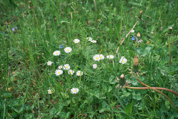 Stokrotka pospolita, stokrotka łąkowa, stokrotka trwała, Bellis perennis © Marcin Łazarczyk