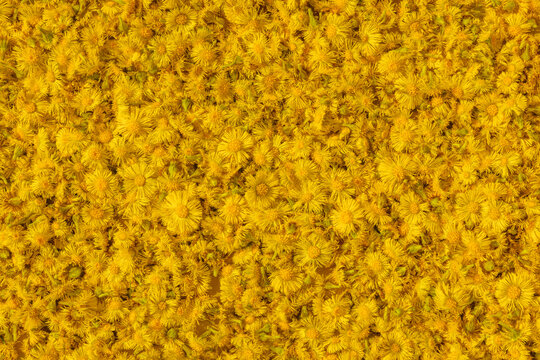 Frische Huflattich Bl&uuml;ten, Tussilaga Farfara