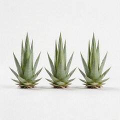 Fototapeta premium Three identical aloe vera succulent plants displayed on a plain white seamless background in a studio setting.