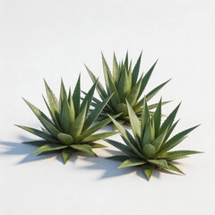 Fototapeta premium Three realistic rendered agave succulent plants displayed on a clean white isolated background, showing their pointed spiky green foliage.