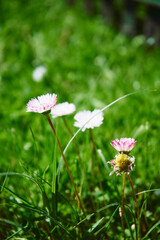 Stokrotka pospolita, stokrotka łąkowa, stokrotka trwała, Bellis perennis © Marcin Łazarczyk