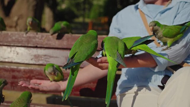 Woman feeding monk parakeets on bench in Ciutadella Park near Arc de Triomf in Barcelona during sunny morning