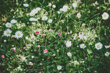 Stokrotka pospolita, stokrotka łąkowa, stokrotka trwała, Bellis perennis © Marcin Łazarczyk
