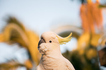 Sulphur Crested Cockatoo parrot bird portrait morning sunrise sunshine cute pretty animal Australia © QuickStartProjects
