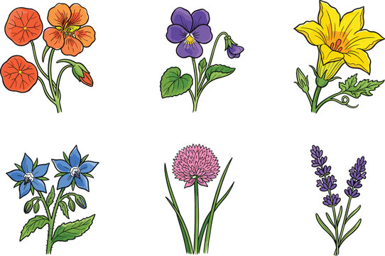 Colorful Edible Flower Collection with Nasturtium, Pansy Violet, Daylily, Borage, Chive Blossom, and Lavender for Culinary and Botanical Design Projects