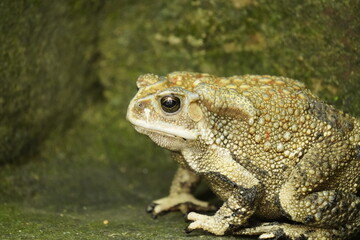 Obraz premium Common Indian Toad resting on the ground, displaying rough textured skin, earthy coloration, and natural amphibian camouflage in a moist habitat.