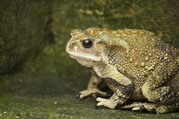 Fototapeta premium Common Indian Toad resting on the ground, displaying rough textured skin, earthy coloration, and natural amphibian camouflage in a moist habitat.