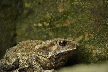 Obraz premium Common Indian Toad resting on the ground, displaying rough textured skin, earthy coloration, and natural amphibian camouflage in a moist habitat.
