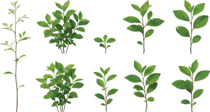 Collection of green plant saplings young stems and fresh leaves vector illustration botany set