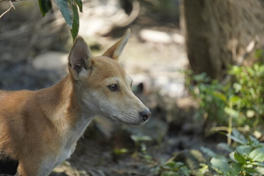 The image shows an Indian Pariah Dog standing outdoors, known for its alert posture, short coat, and hardy adaptability to tropical climates.