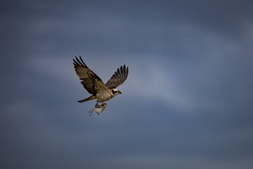 Fototapeta premium The osprey flies past with lunch in its talons.
