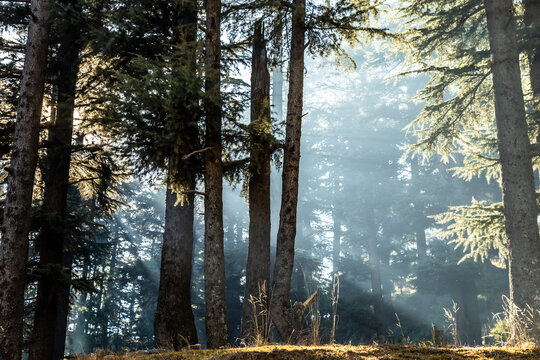 View of sunlight streaming through tall cedar trees in a misty forest at Sirikot Hill Station Muzaffarabad, Garhi Habibullah, Azad Kashmir, Pakistan.