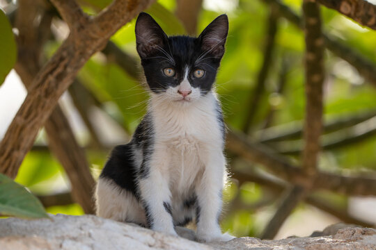 Kitten