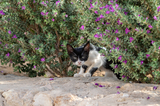 Kitten
