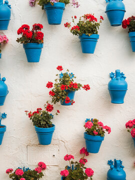 View of vibrant red and pink geraniums in traditional bright blue ceramic flower pots hanging on a white textured wall Zuheros, Andalusia, Spain.