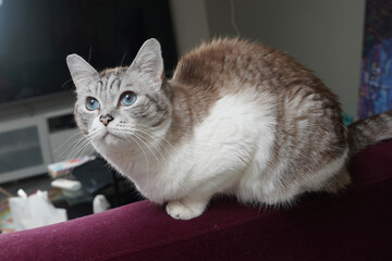 fluffy brown cat sitting down  © Ahmed J.R