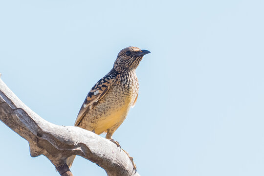 A Western bowerbird is perched on a tree.